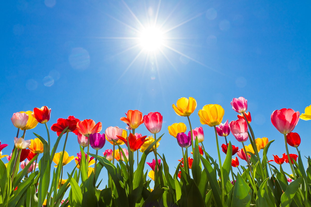 tulipany-na-rabatke