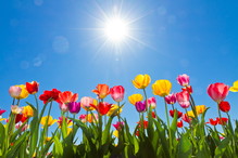 tulipany-na-rabatke
