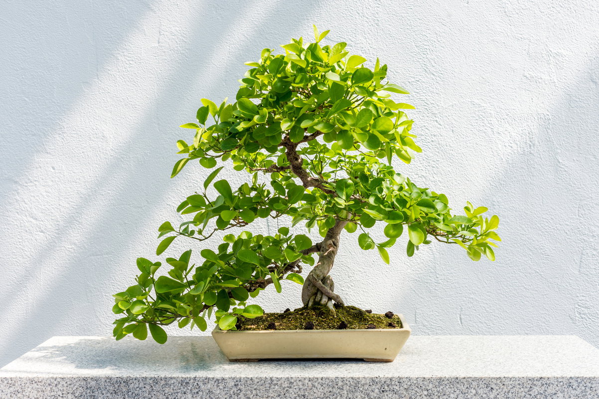 Drzewko bonsai
