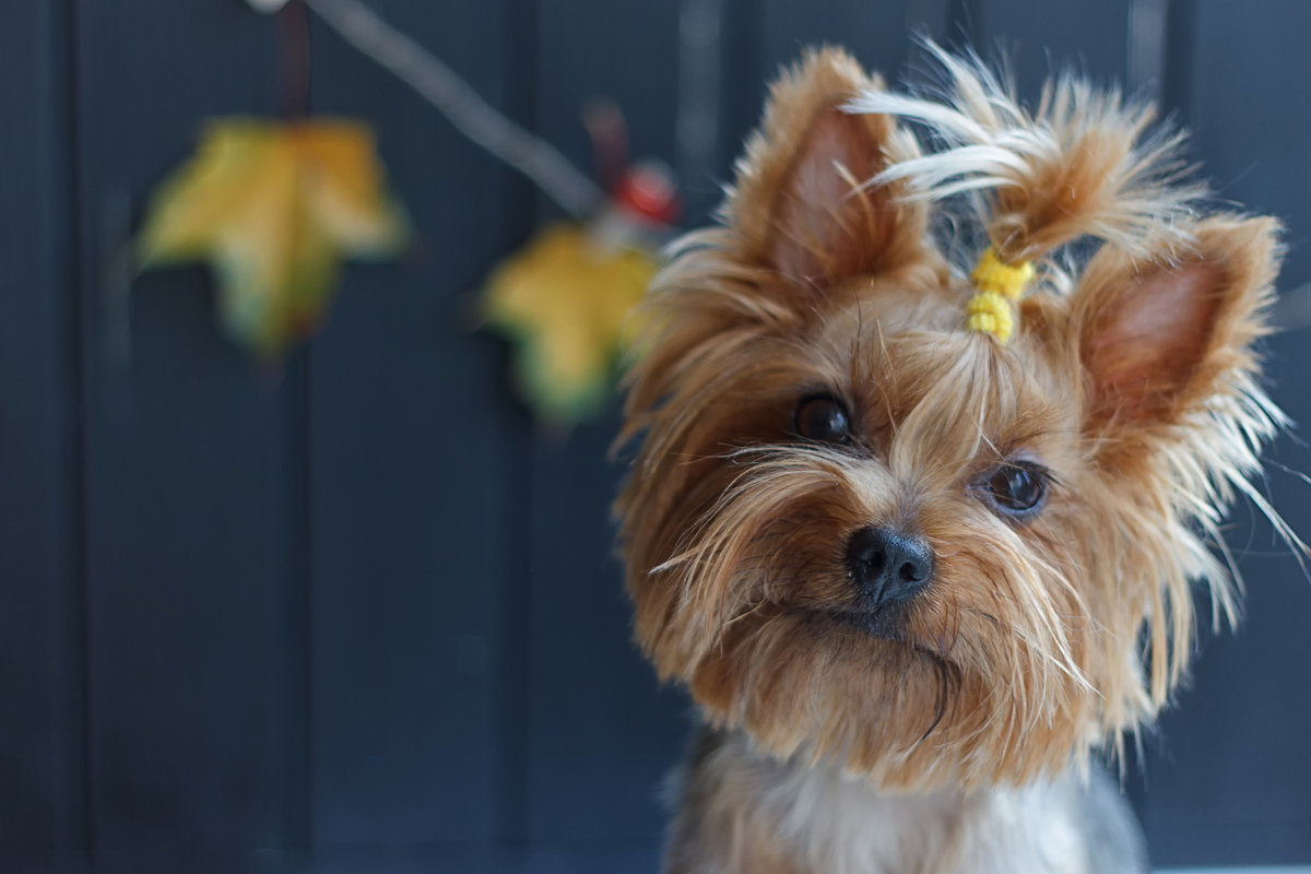 Yorkshire terrier