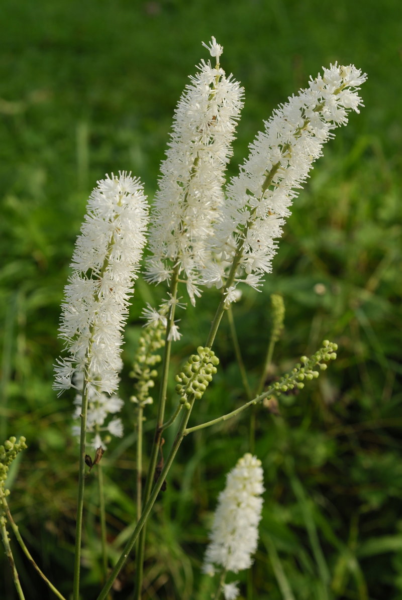 pluskwica groniasta