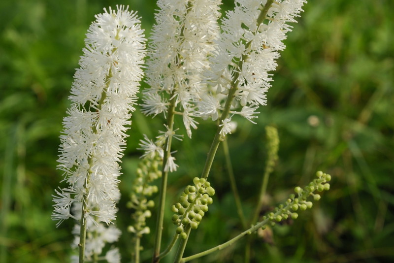 pluskwica groniasta