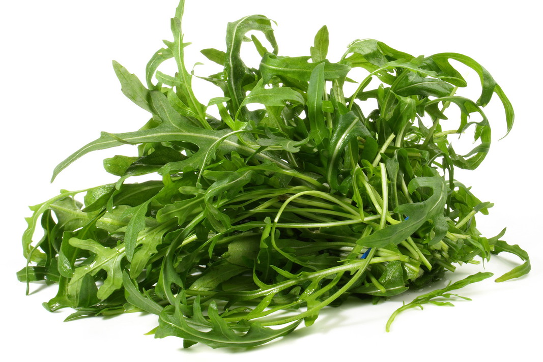 Rukola