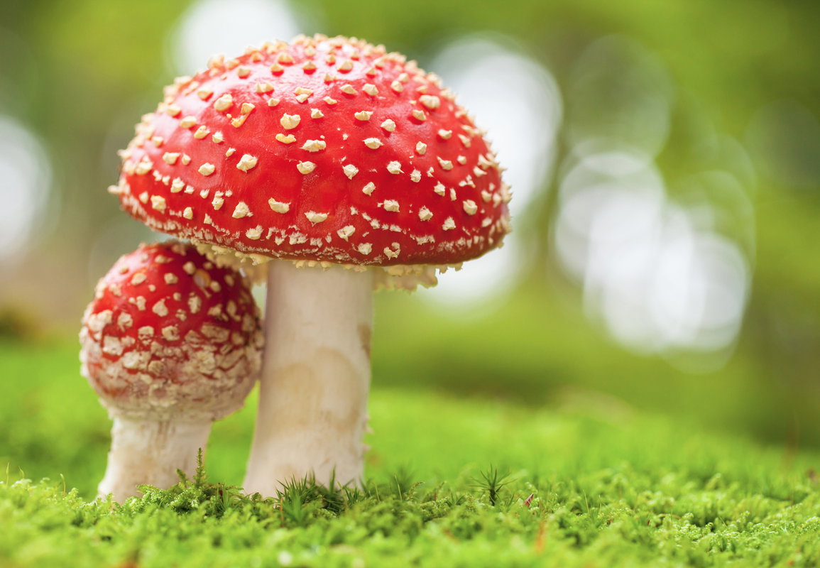 Grzyby trujące i jadalne, które najczęściej się mylą