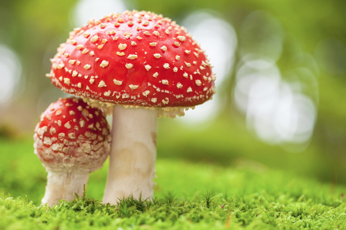 Grzyby trujące i jadalne, które najczęściej się mylą