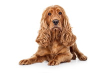 Cocker-spaniel