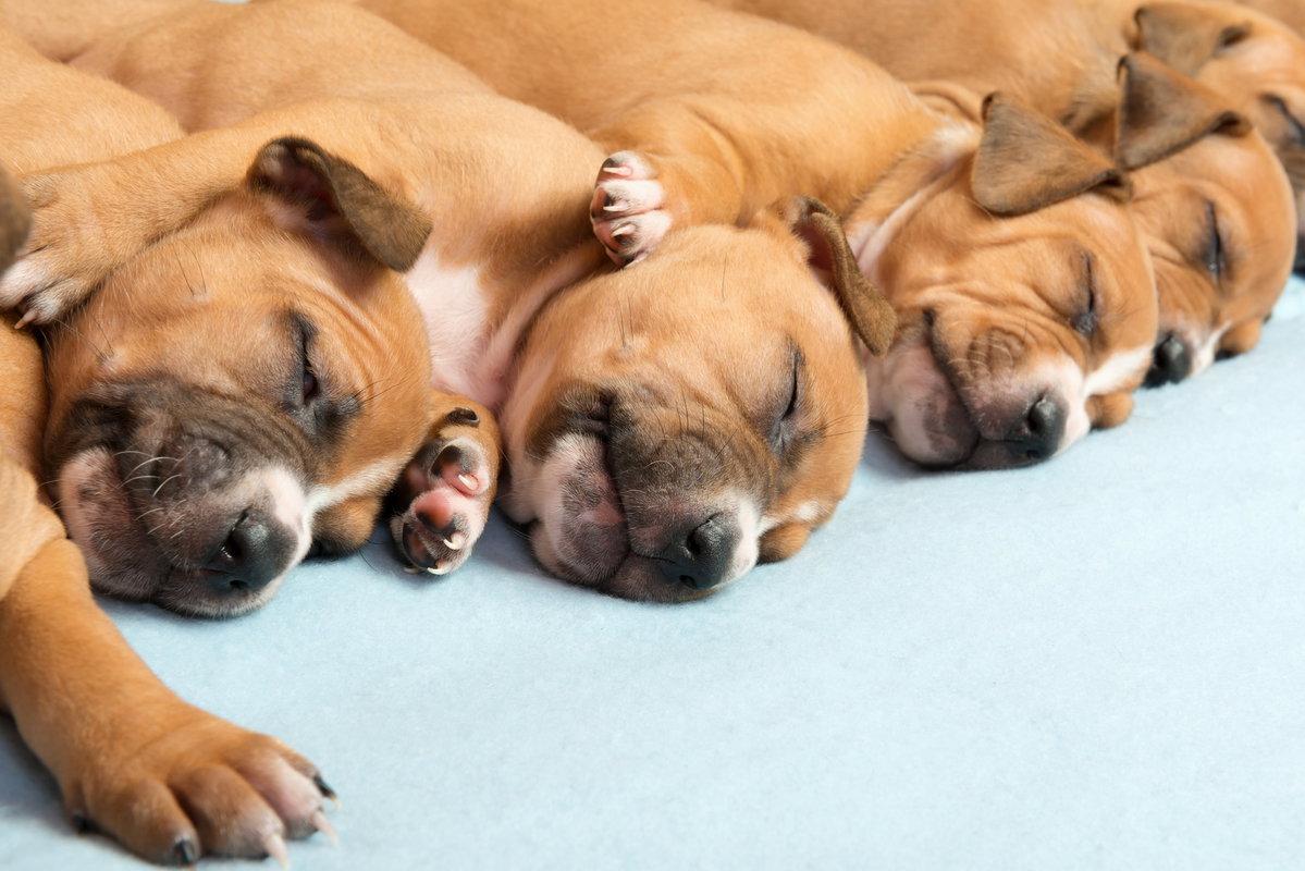 Amstaffy