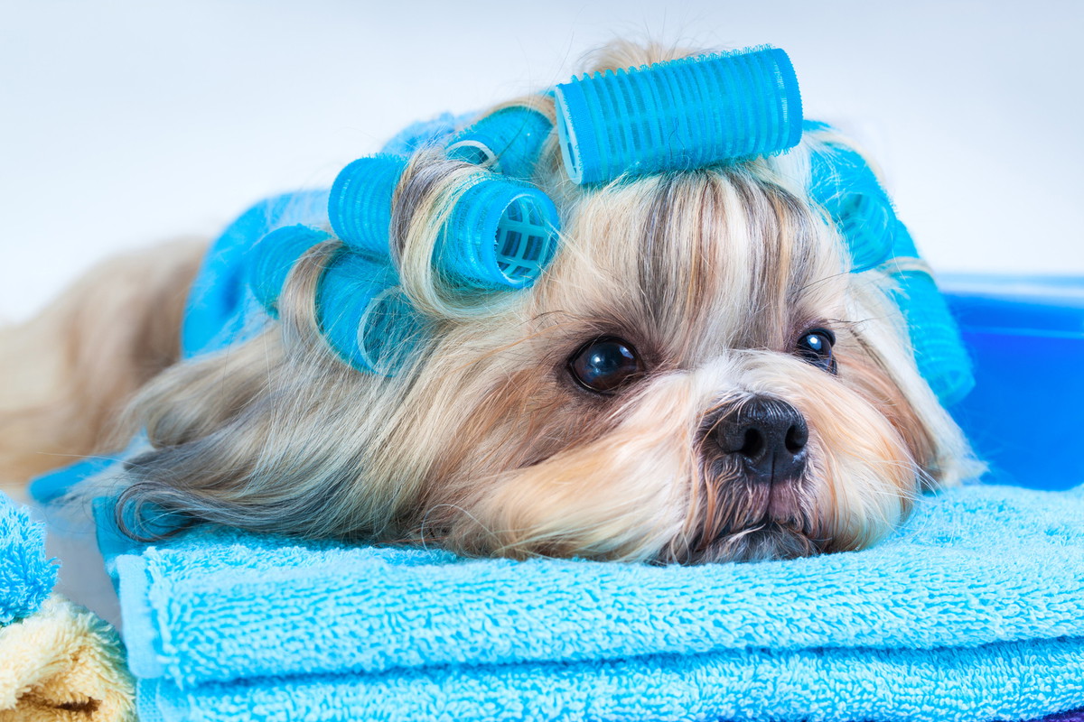 Pielegnacja-siersci-shih-tzu