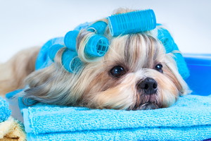 Pielegnacja-siersci-shih-tzu