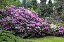 Rododendron