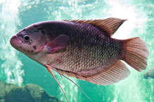 Tilapia w akwarium