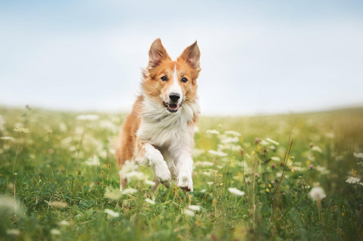 biegnący pies rasy border collie