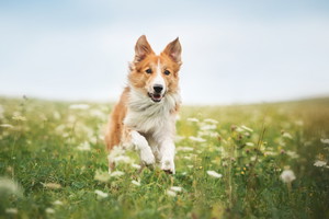 biegnący pies rasy border collie