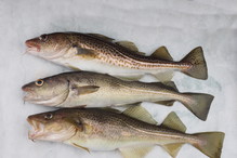 3 martwe dorsze