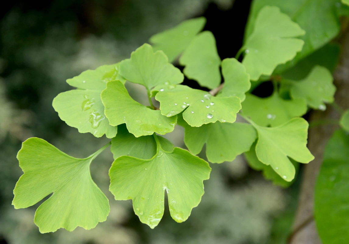 liście ginko biloba