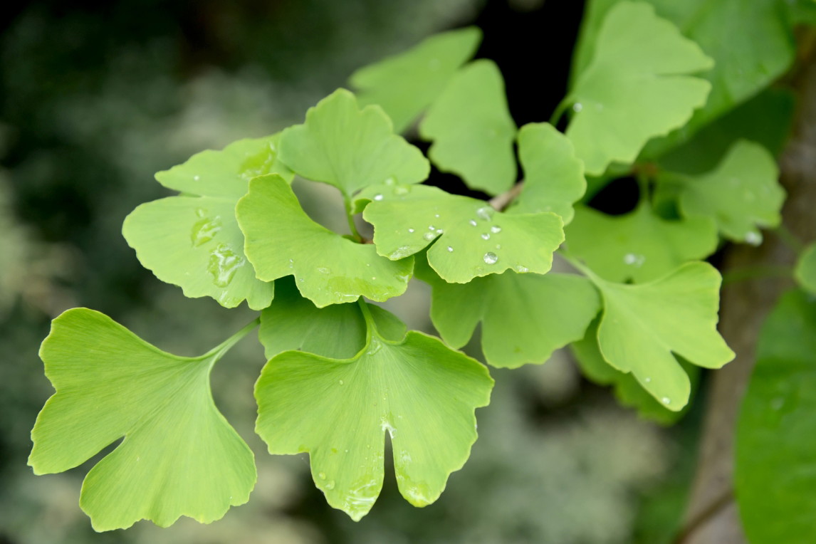 liście ginko biloba