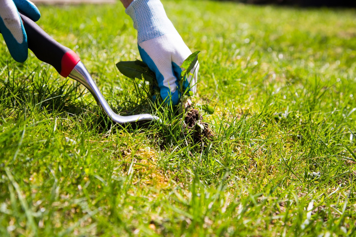 pielenie ogrodu