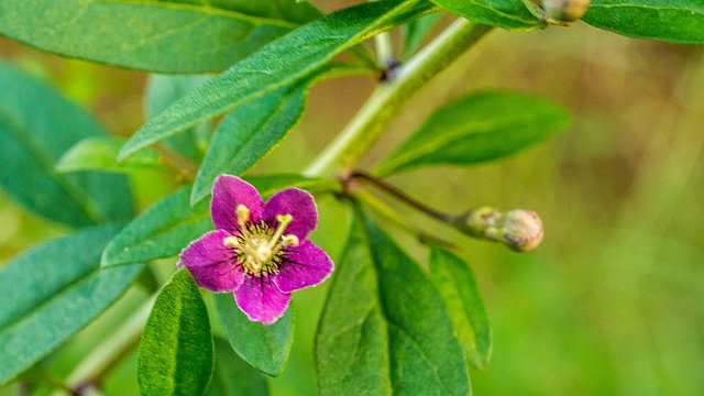 kwiat-jagody-goji