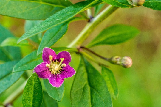 kwiat-jagody-goji