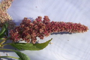 Amarantus