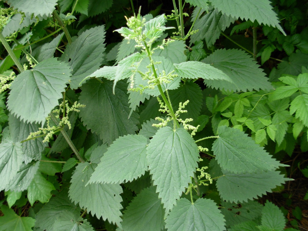 pokrzywa