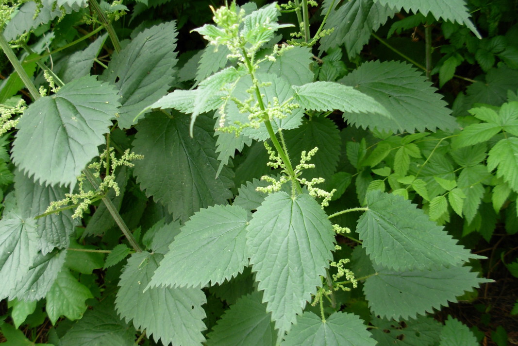 pokrzywa