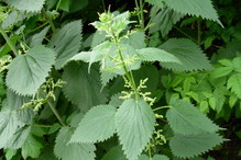 pokrzywa
