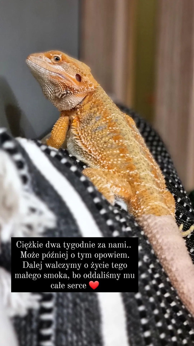 Ania Wróbel ze Ślubu od pierwszego wejrzenia martwi się o życie swojego pupila