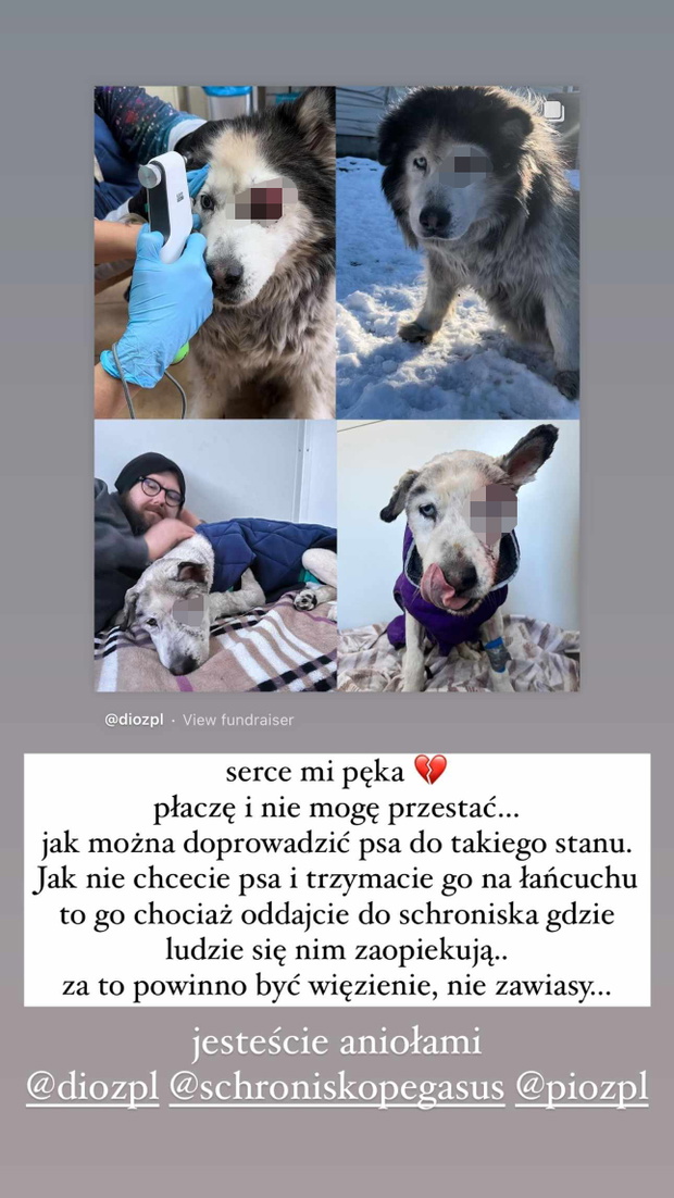 Sandra Kubicka prosi o pomoc dla zwierząt