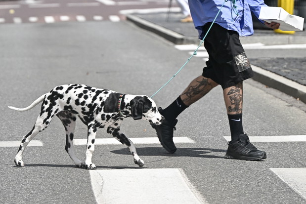 2025.06.20 Warszawa
Quebonafide z psem
FOT EXCL6