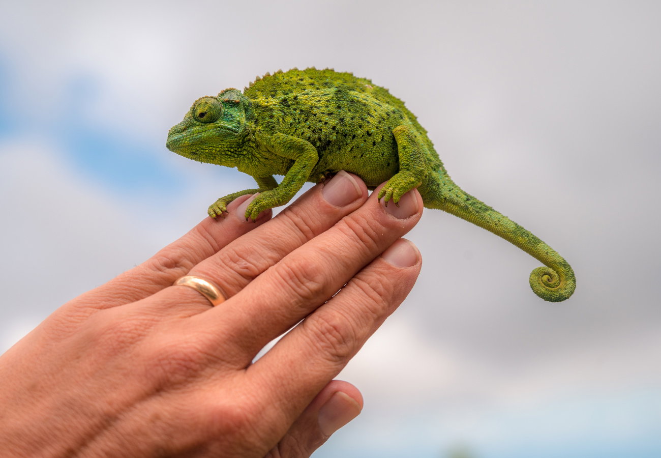 sennik kameleon