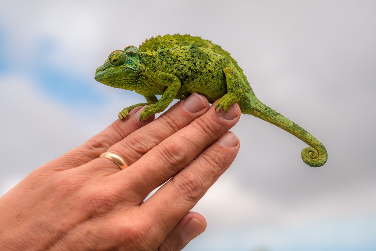 sennik kameleon