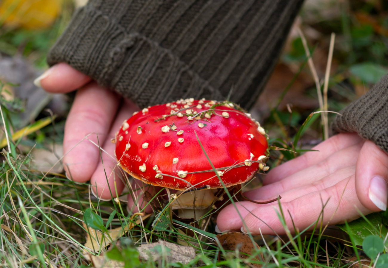 sennik grzyby choroba grzyby trujące