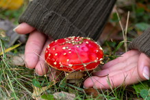 sennik grzyby choroba grzyby trujące
