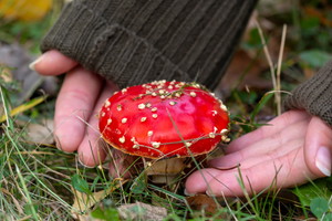 sennik grzyby choroba grzyby trujące