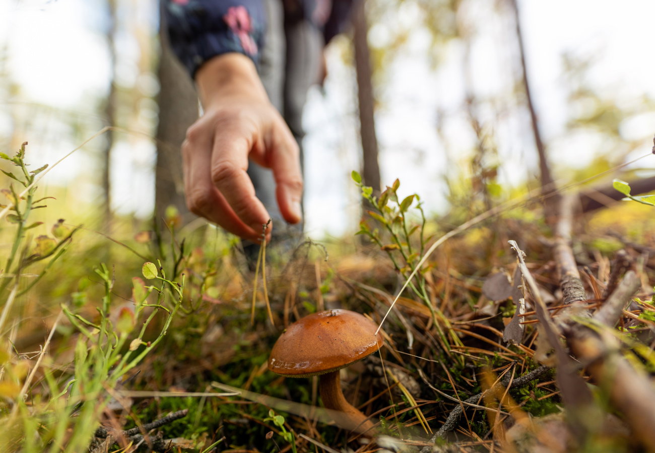 Woman picking mushroom in the forest