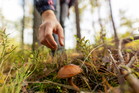 Woman picking mushroom in the forest