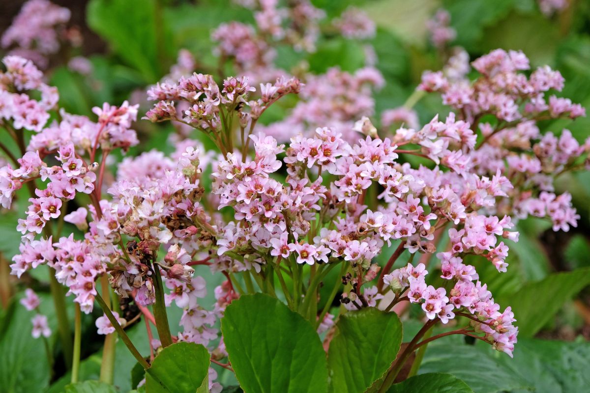Bergenia sercolistna