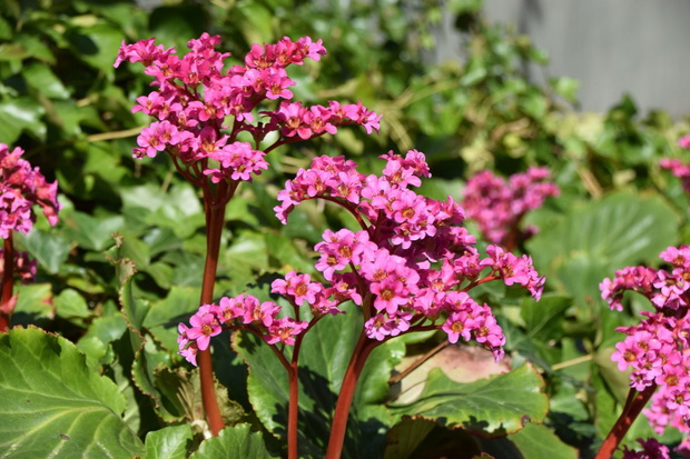 Bergenia sercolistna uprawa