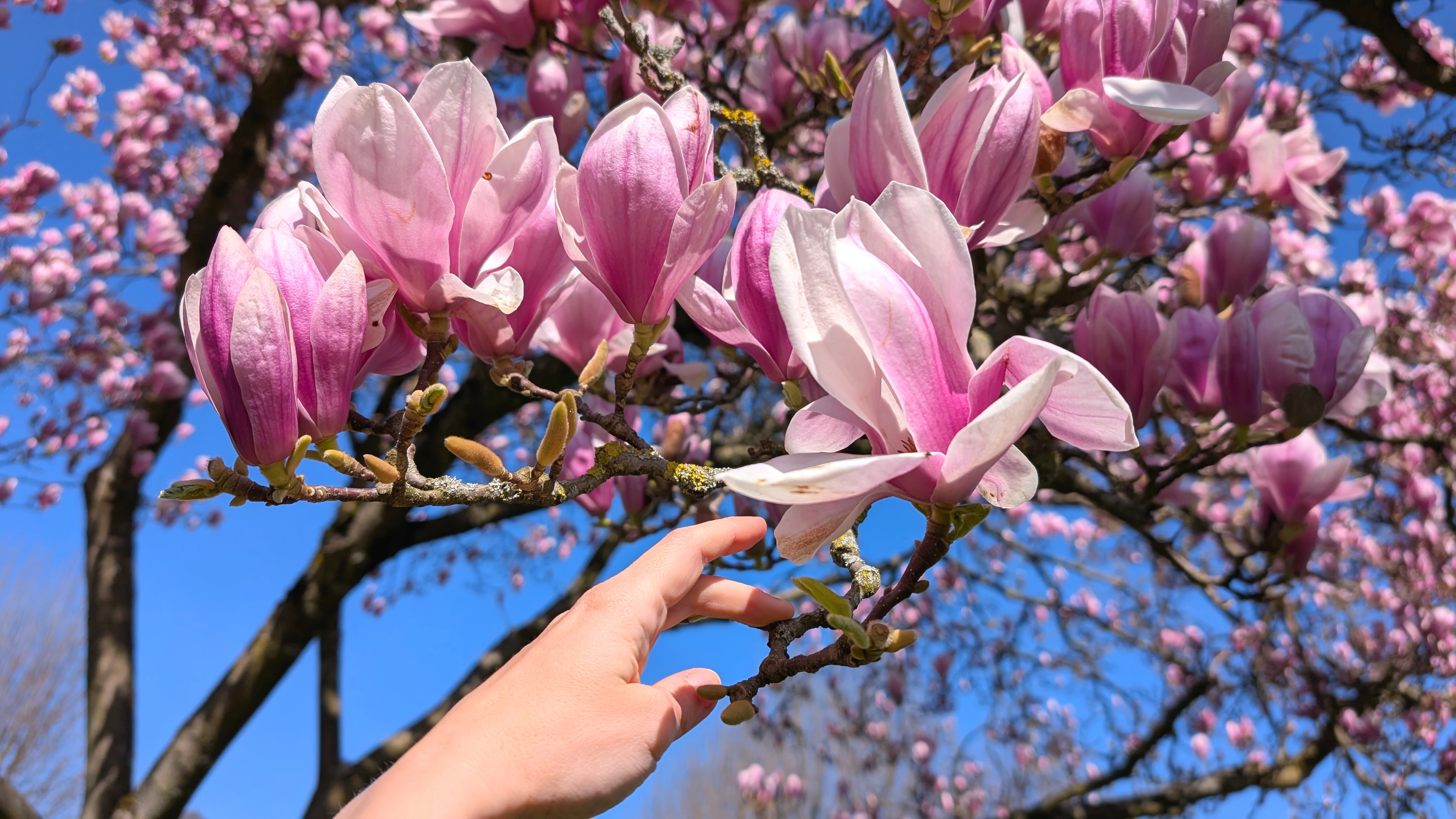 przepis na domowy syrop z kwiatów magnolii