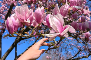 przepis na domowy syrop z kwiatów magnolii