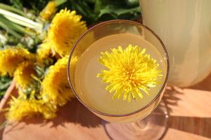 wino z mniszka lekarskiego