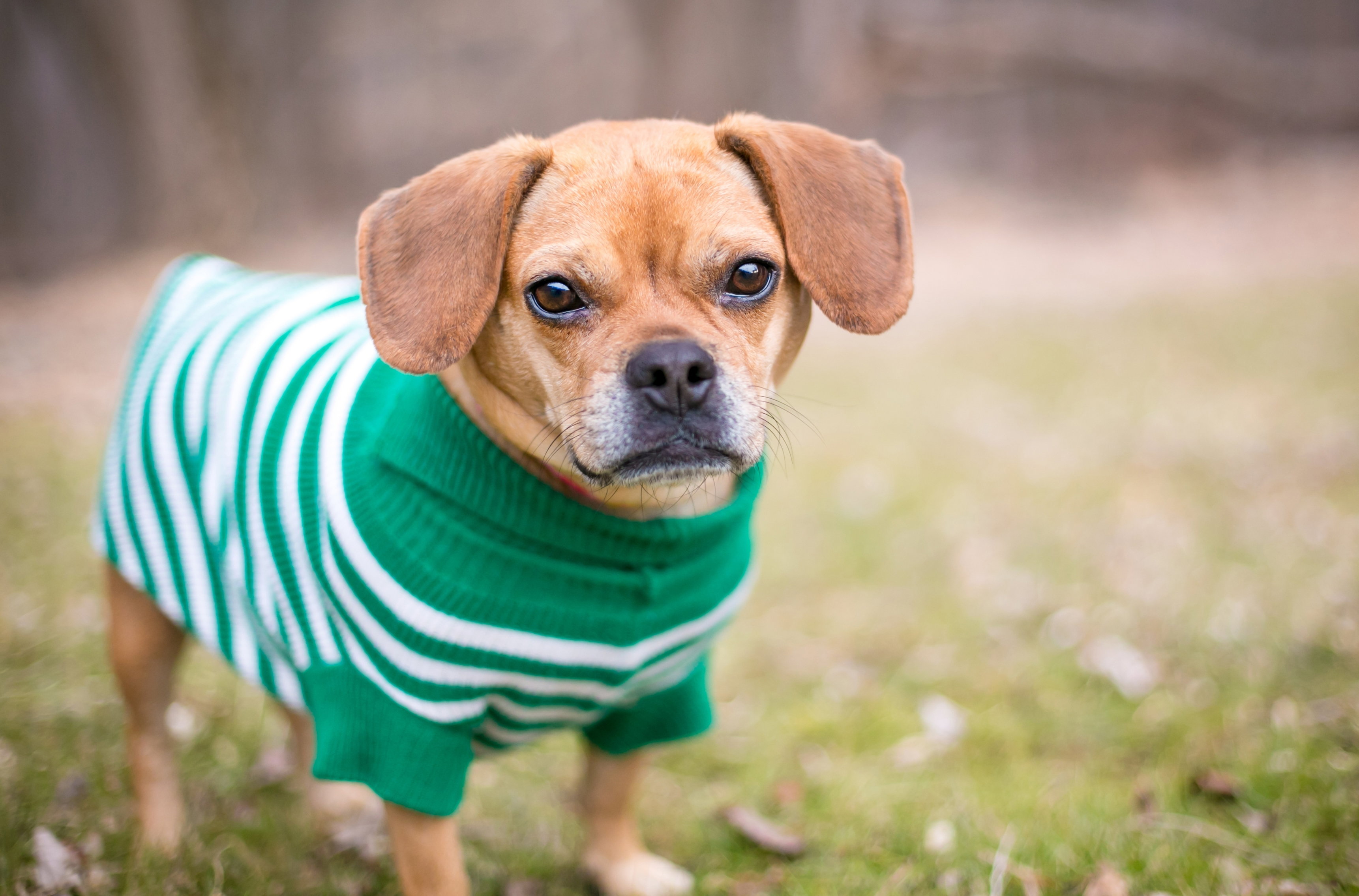A,Pug,X,Beagle,Or,"puggle",Mixed,Breed,Dog,Wearing