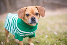 A,Pug,X,Beagle,Or,"puggle",Mixed,Breed,Dog,Wearing