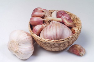 Czosnek