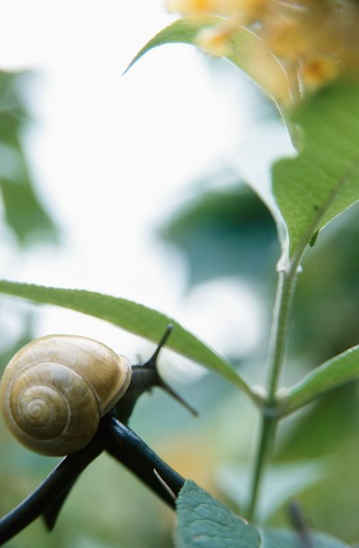 ślimak, slow food