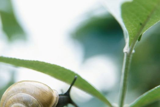 ślimak, slow food