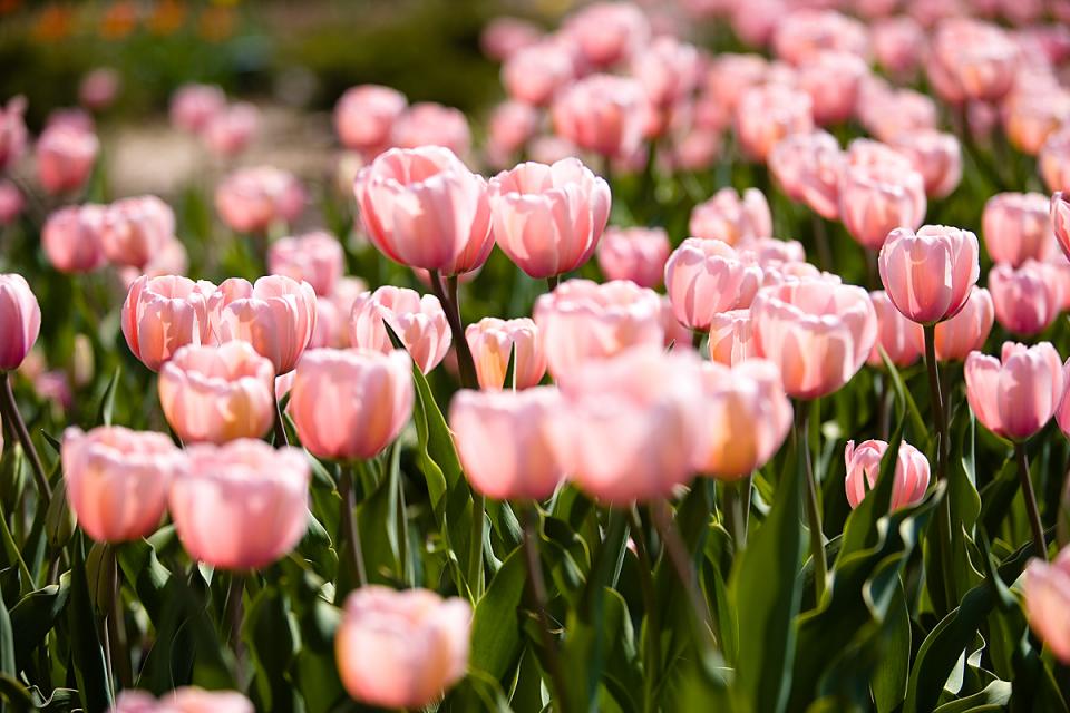 Tulipany, a może miłość