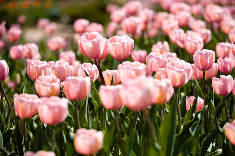 Tulipany, a może miłość