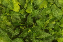 mięta
